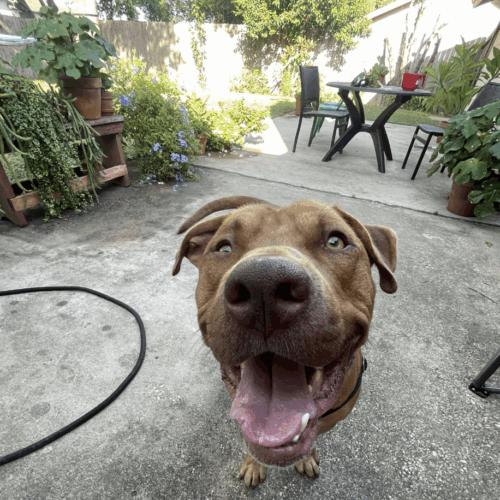 Enlarge Leroy, a Adoptable mixed breed in Austin, TX image 3/5