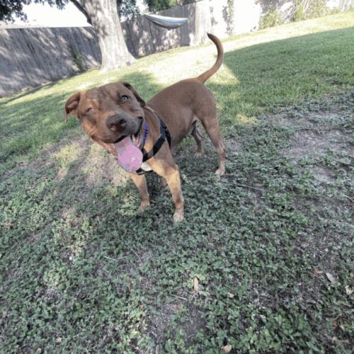 Enlarge Leroy, a Adoptable mixed breed in Austin, TX image 4/5