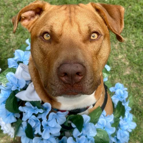 Enlarge Leroy, a Adoptable mixed breed in Austin, TX image 4/5