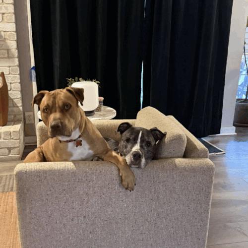 Enlarge Leroy, a Adoptable mixed breed in Austin, TX image 5/5