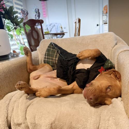 Enlarge Leroy, a Adoptable mixed breed in Austin, TX image 5/5