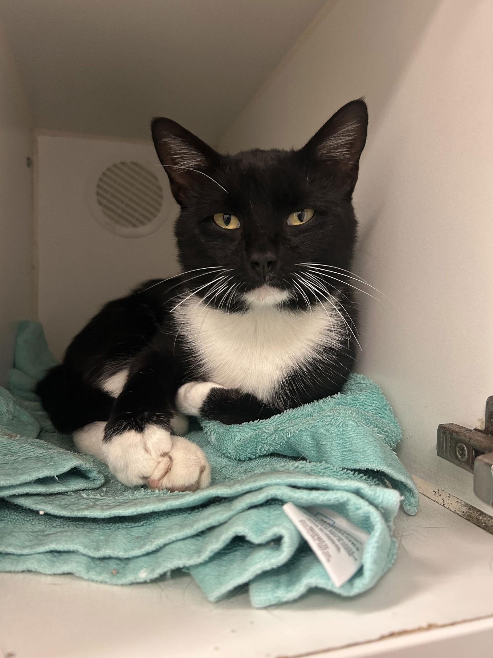 Enlarge Bert, a Adopted Domestic Short Hair in Columbus, OH image 1/2