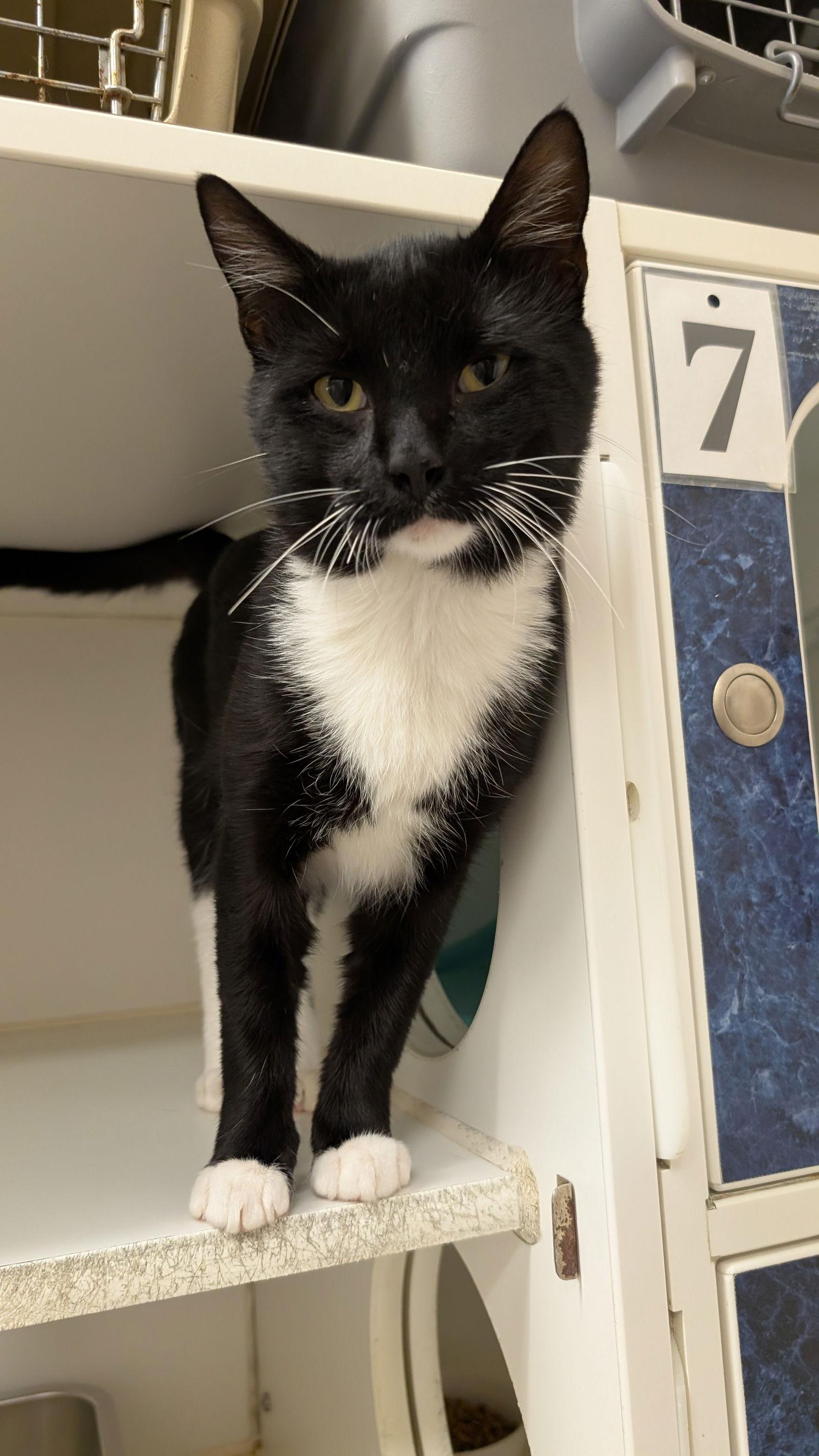 Enlarge Bert, a Adopted Domestic Short Hair in Columbus, OH image 2/2