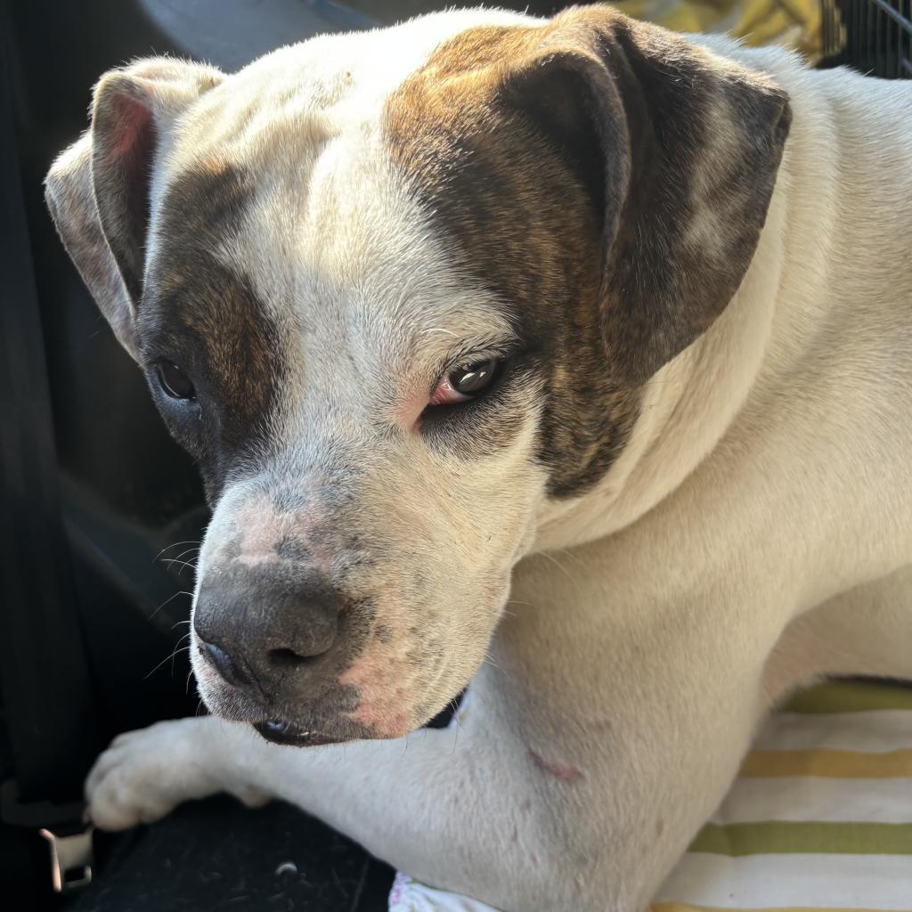 Enlarge Norma Jean, a Adoptable mixed breed in Red House, WV image 1/1