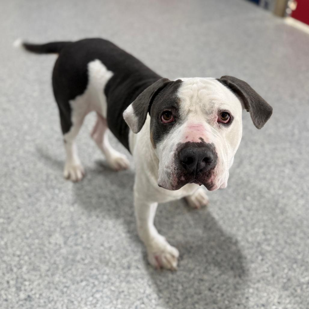 Chunkers, Adoptable, Adult Male American Bulldog.