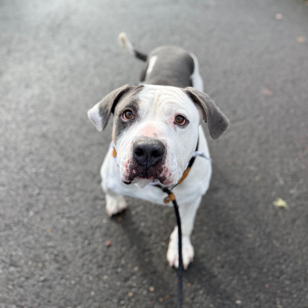 Chunkers, Adoptable, Adult Male American Bulldog.