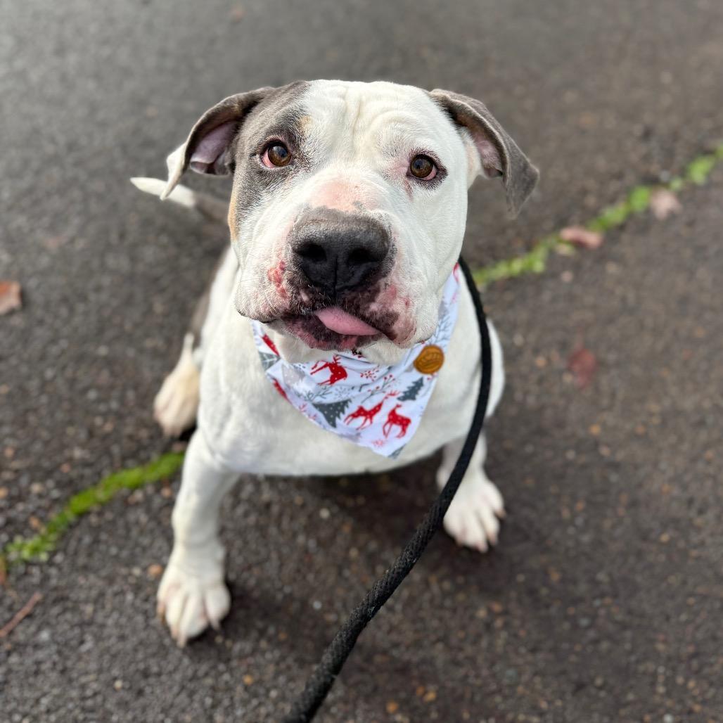 Chunkers, a Adoptable mixed breed in Newberg, OR image 3/6