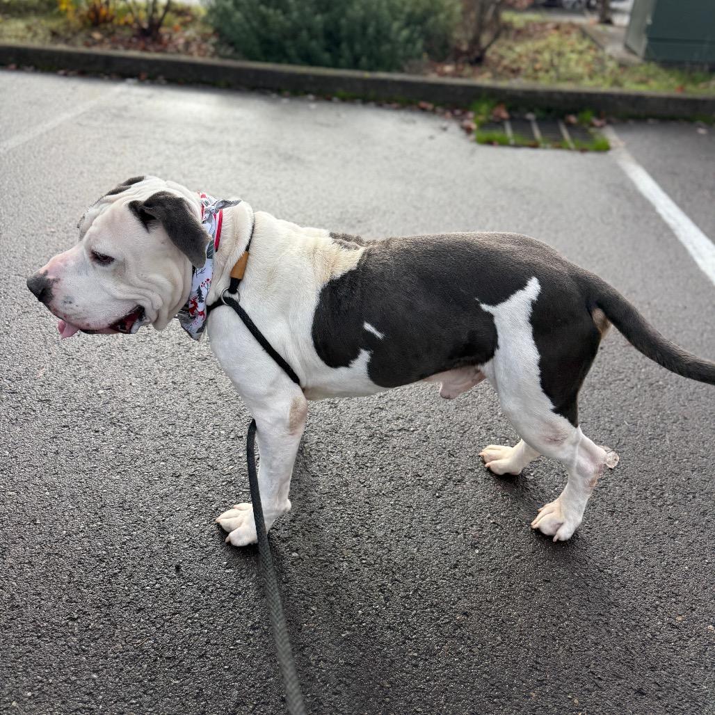 Chunkers, a Adoptable mixed breed in Newberg, OR image 4/6