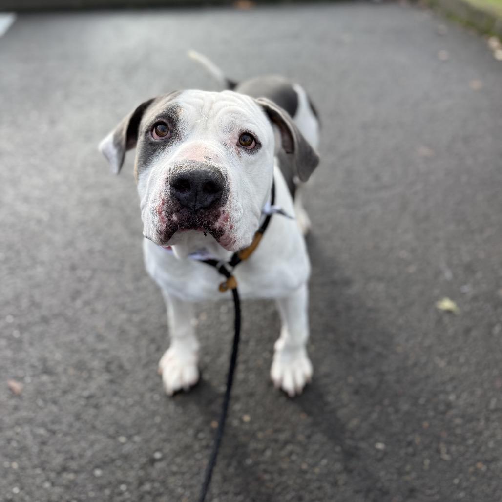 Chunkers, a Adoptable mixed breed in Newberg, OR image 6/6