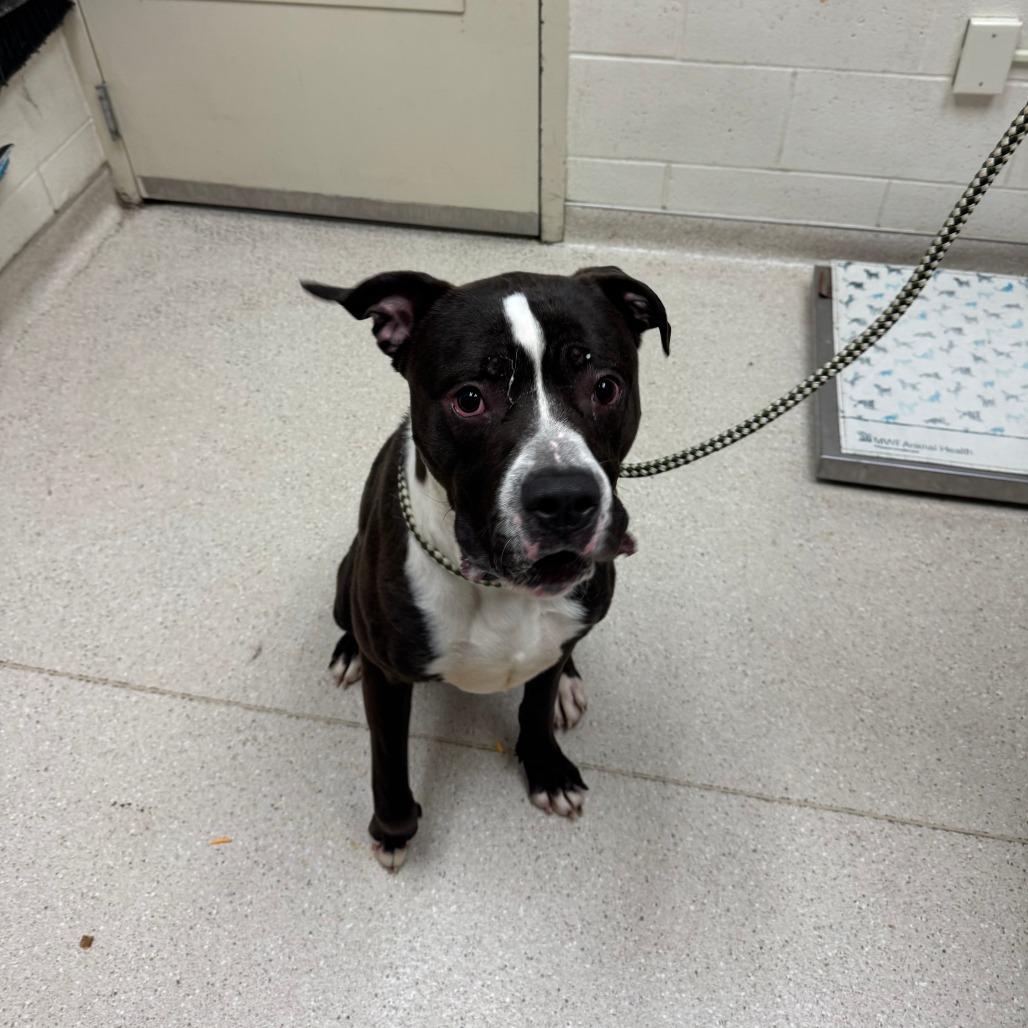 Clownfish, Adoptable, Adult Male Mixed Breed.