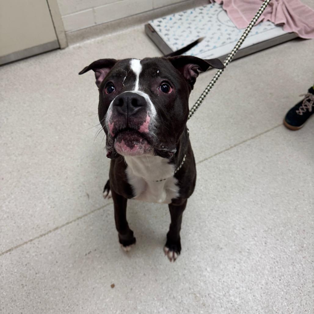 Enlarge Clownfish, a Adoptable Mixed Breed in Murray, UT image 2/2