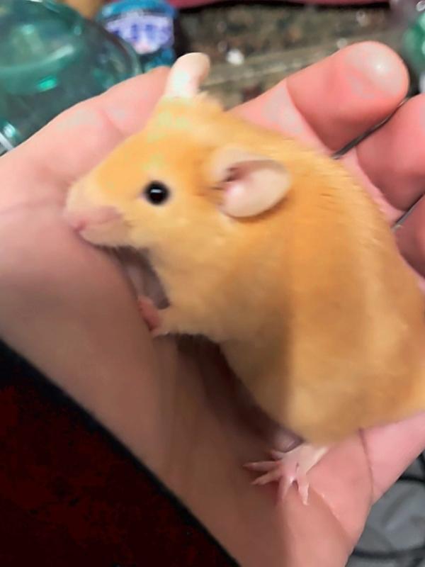 Allister, Adoptable, Adult Male Mouse.