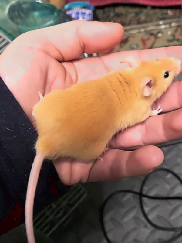 Allister, a Adoptable Mouse in Auburn, ME image 2/2