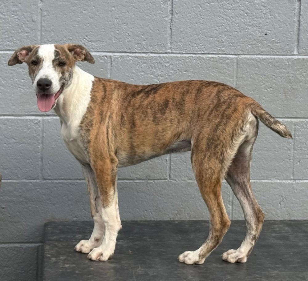 Psychedelic Rock Gecko, Adoptable, Puppy Male Boxer.