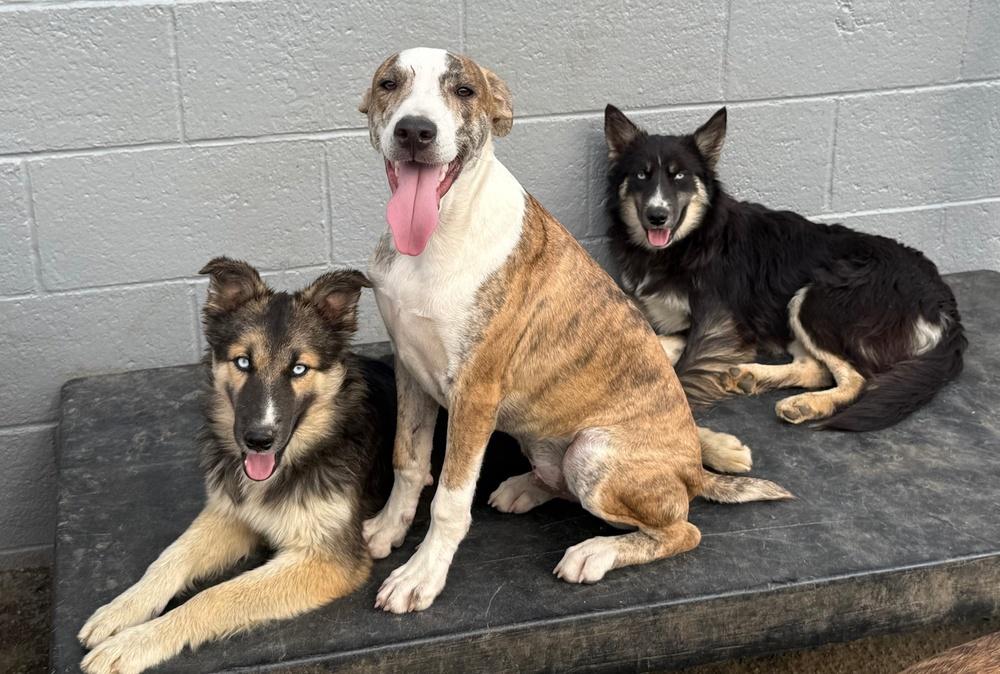 Enlarge Psychedelic Rock Gecko, a Adoptable mixed breed in Anderson, CA image 2/6