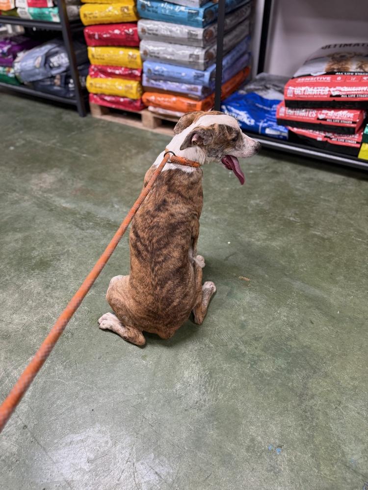 Enlarge Psychedelic Rock Gecko, a Adoptable mixed breed in Anderson, CA image 3/6