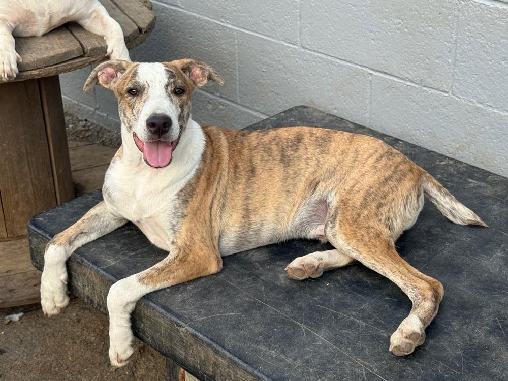 Enlarge Psychedelic Rock Gecko, a Adoptable mixed breed in Anderson, CA image 4/6