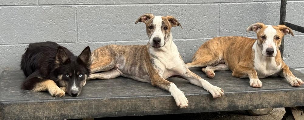 Enlarge Psychedelic Rock Gecko, a Adoptable mixed breed in Anderson, CA image 5/6