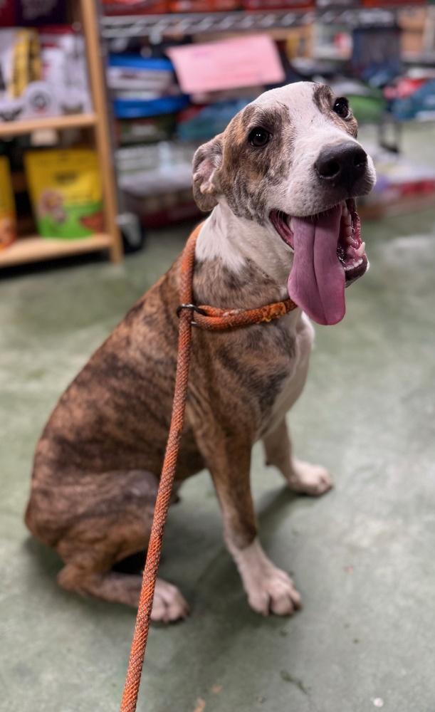 Enlarge Psychedelic Rock Gecko, a Adoptable mixed breed in Anderson, CA image 6/6