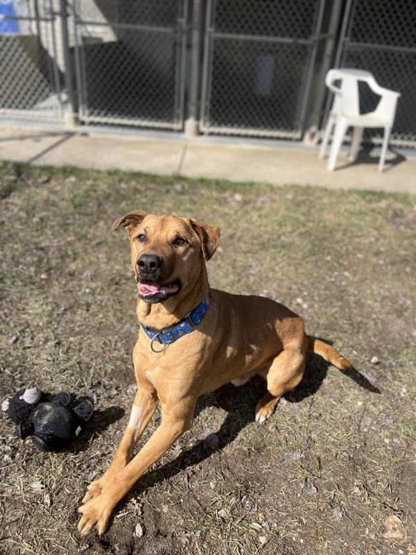Ryder, Adoptable, Adult Male Labrador Retriever & Pit Bull Terrier.