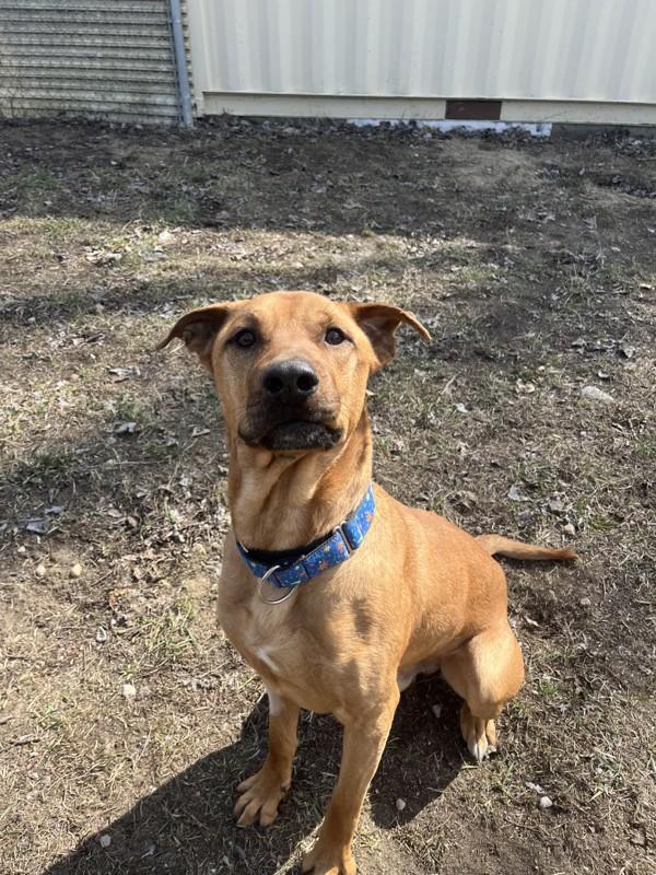 Enlarge Ryder, a Adoptable mixed breed in Salmon Arm, BC image 2/3