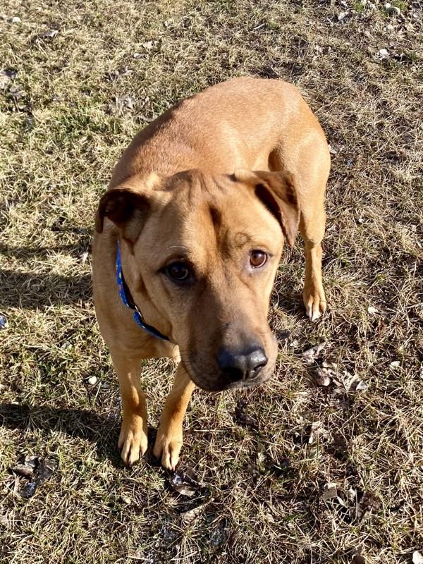 Enlarge Ryder, a Adoptable mixed breed in Salmon Arm, BC image 3/3