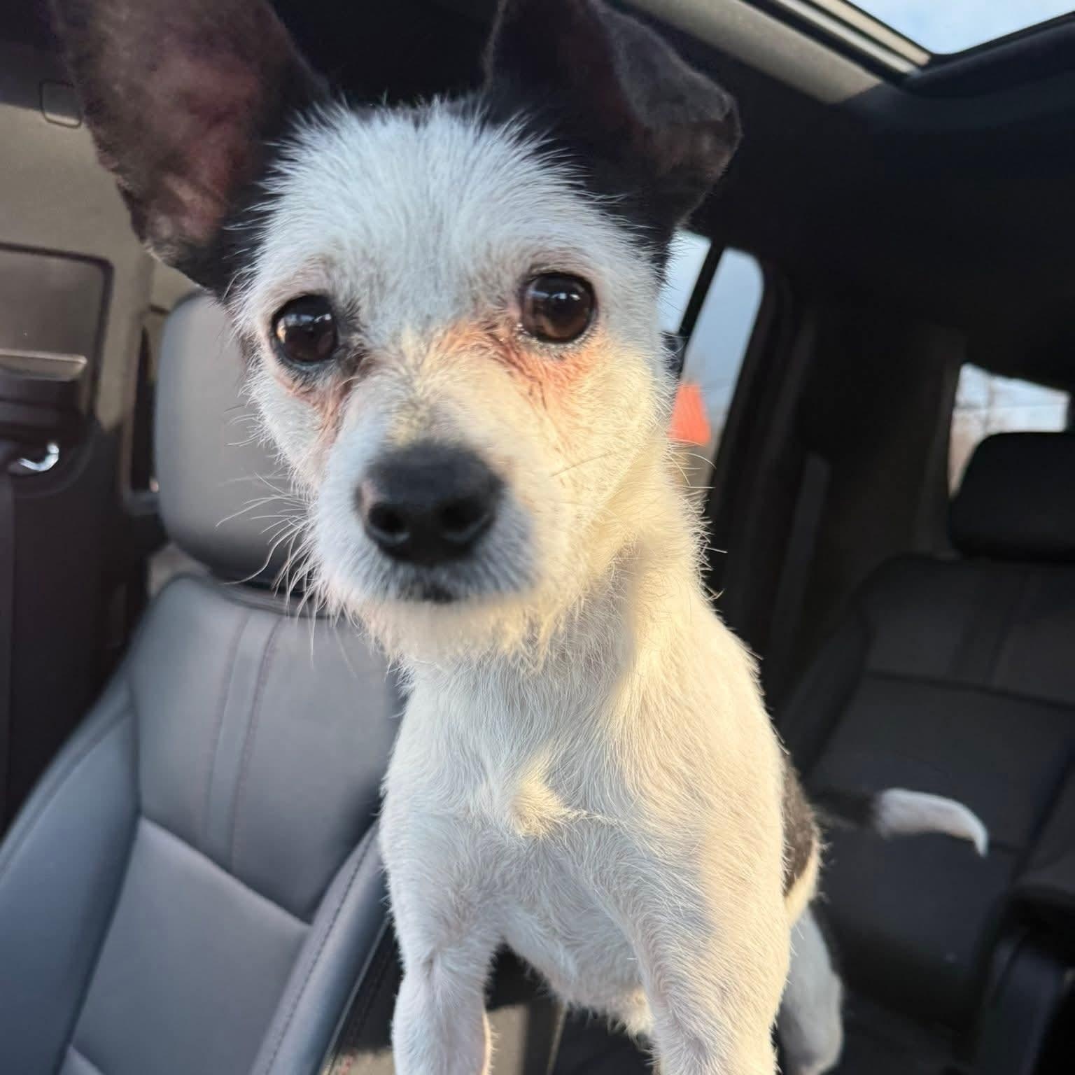 Enlarge Bo Jax, an adopted mixed breed in Detroit, MI image 4/5