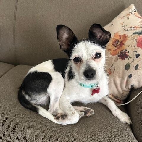 Bo Jax, adopted, Young Male Terrier & Mixed Breed.