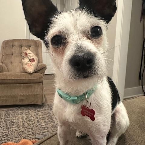 Enlarge Bo Jax, an adopted mixed breed in Detroit, MI image 3/5