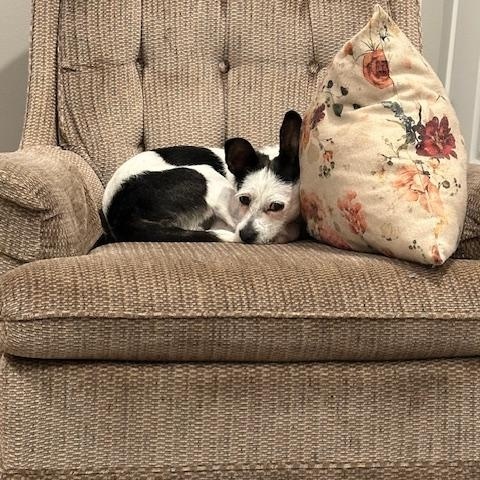 Enlarge Bo Jax, an adopted mixed breed in Detroit, MI image 5/5