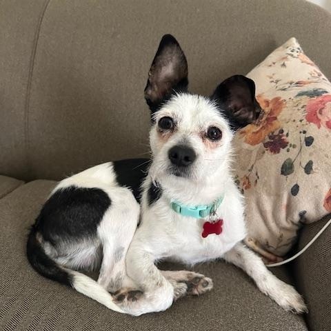 Enlarge Bo Jax, an adopted mixed breed in Detroit, MI image 2/5