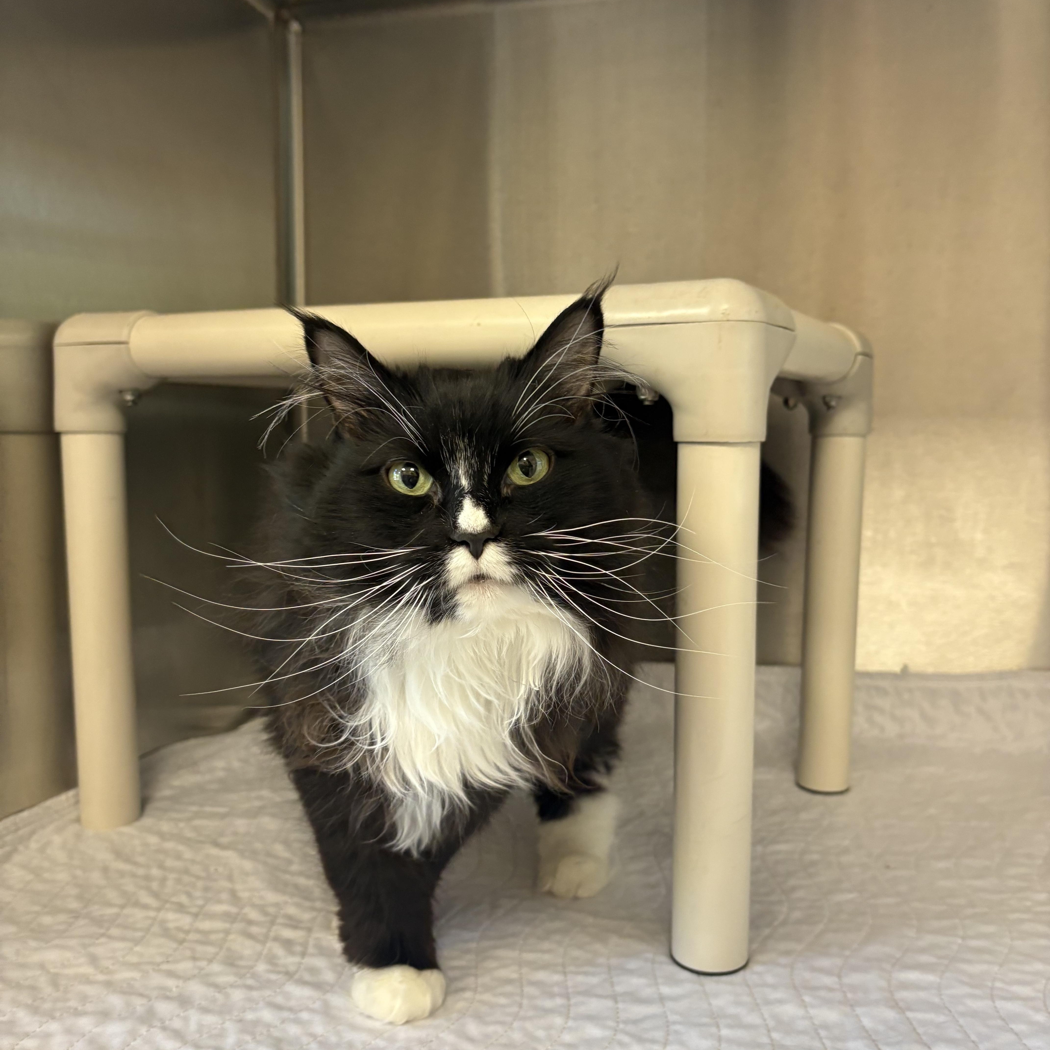Nala, an adopted Domestic Long Hair in North Providence, RI image 3/3