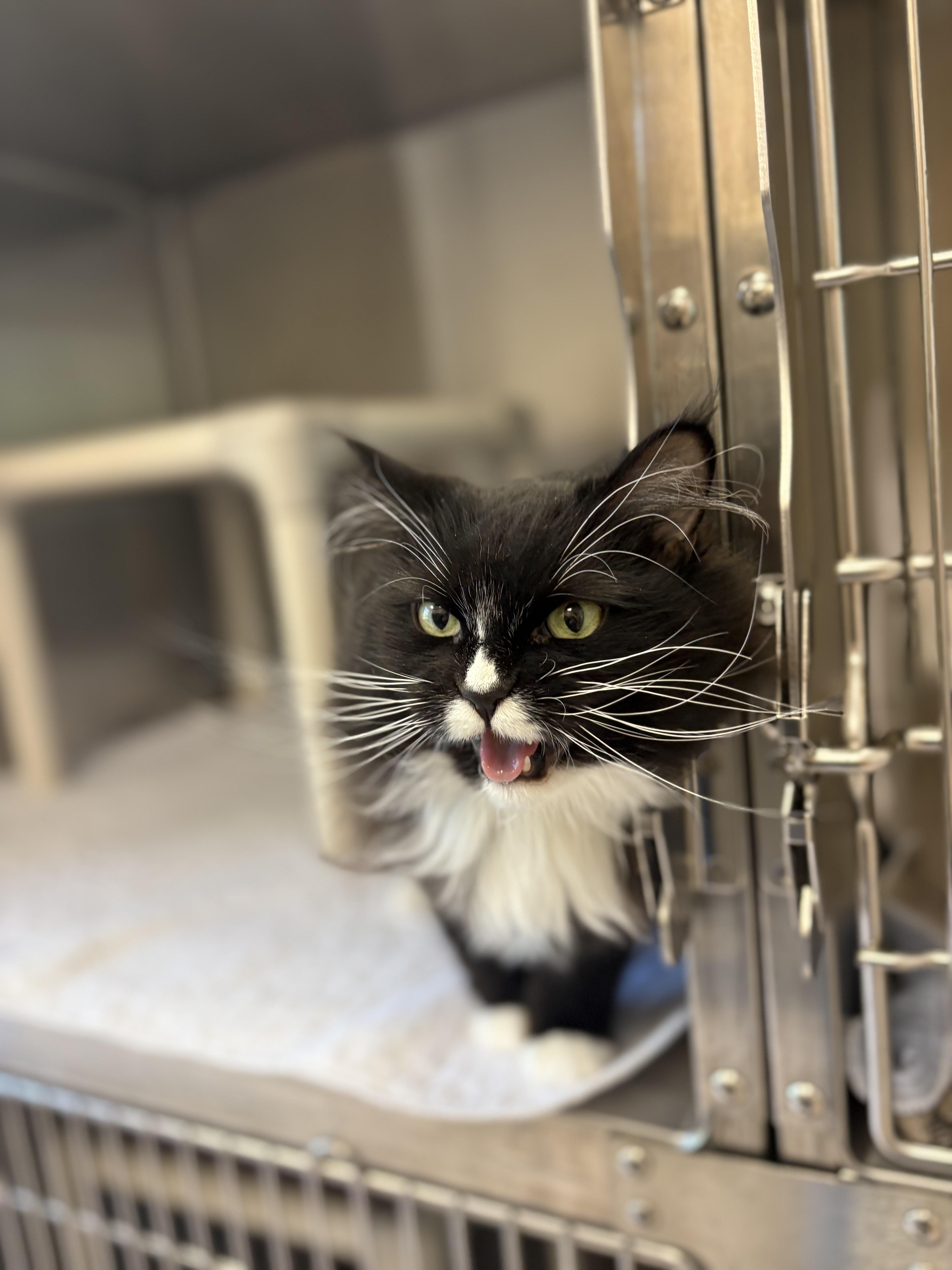 Nala, an adopted Domestic Long Hair in North Providence, RI image 2/3