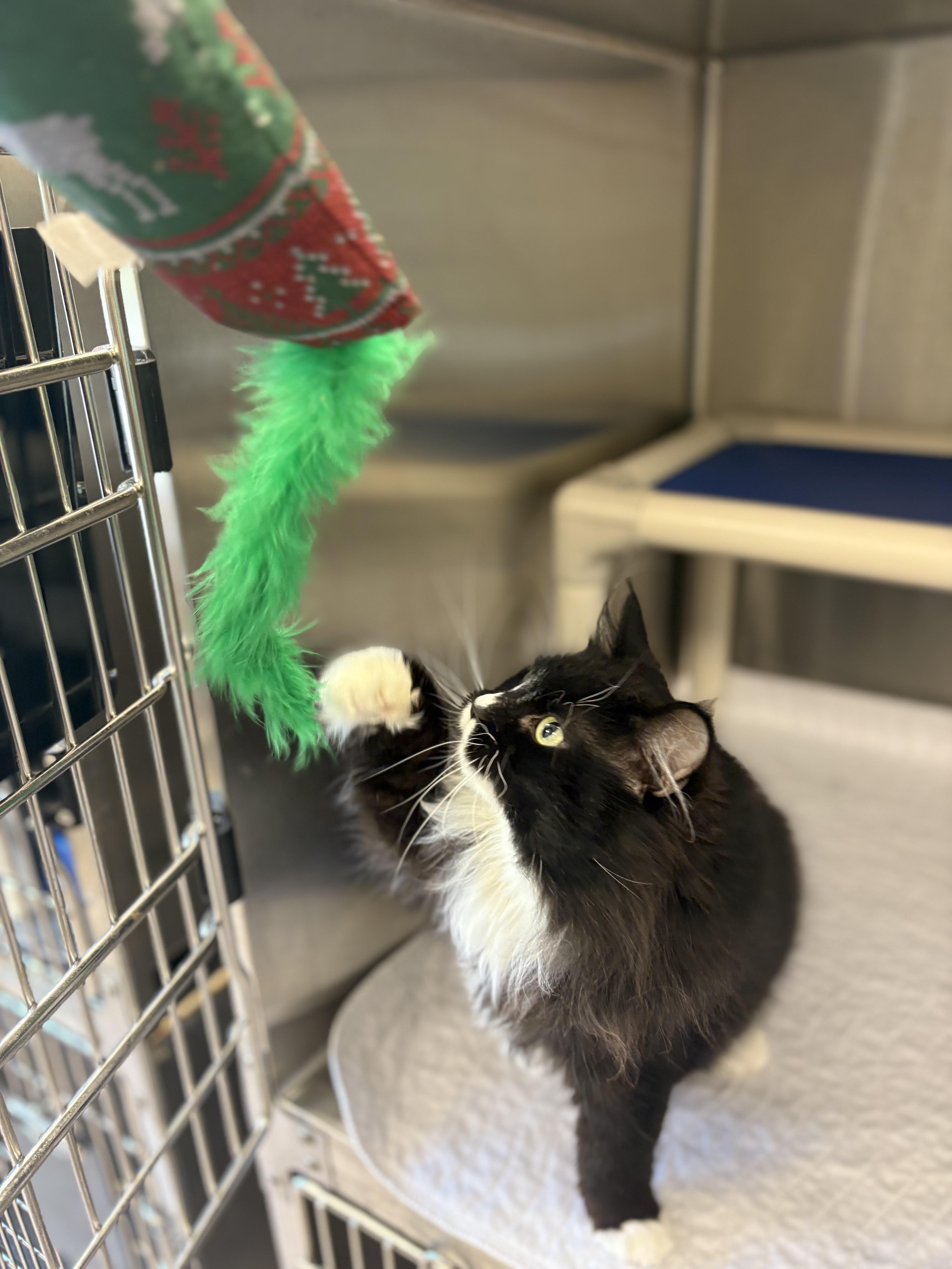 Nala, an adopted Domestic Long Hair in North Providence, RI image 1/3