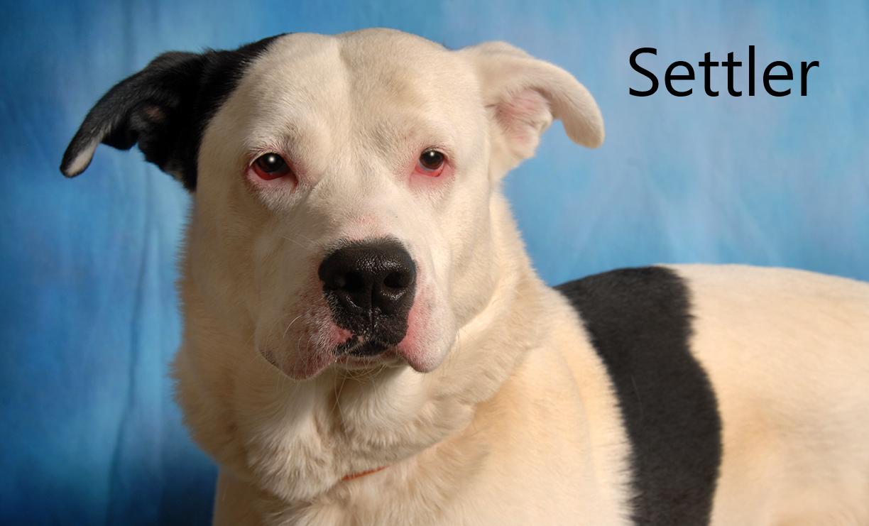 Enlarge Settler, a ADOPTABLE mixed breed in Mount Vernon, OH image 1/1
