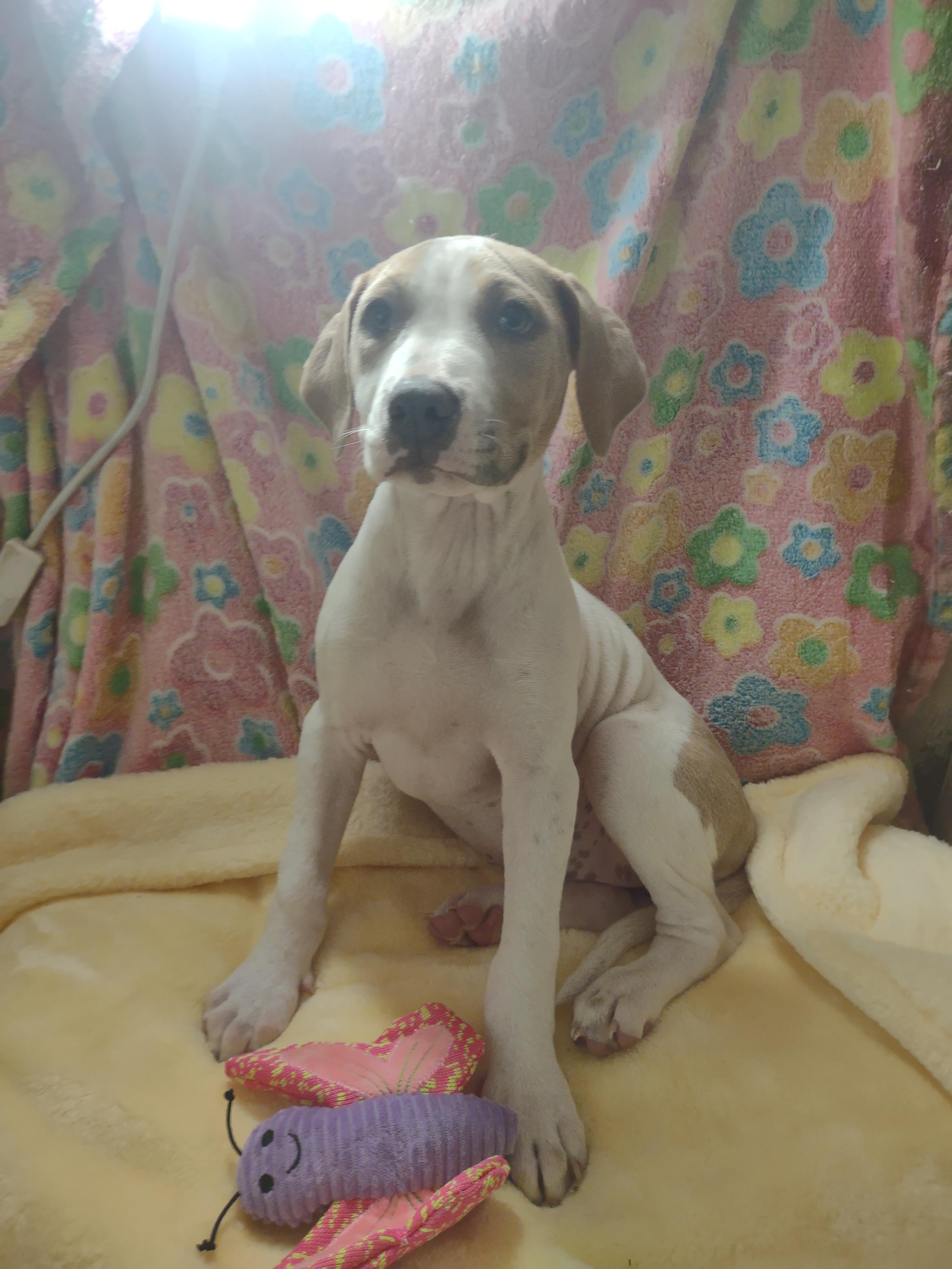Daisy thumbnail 3