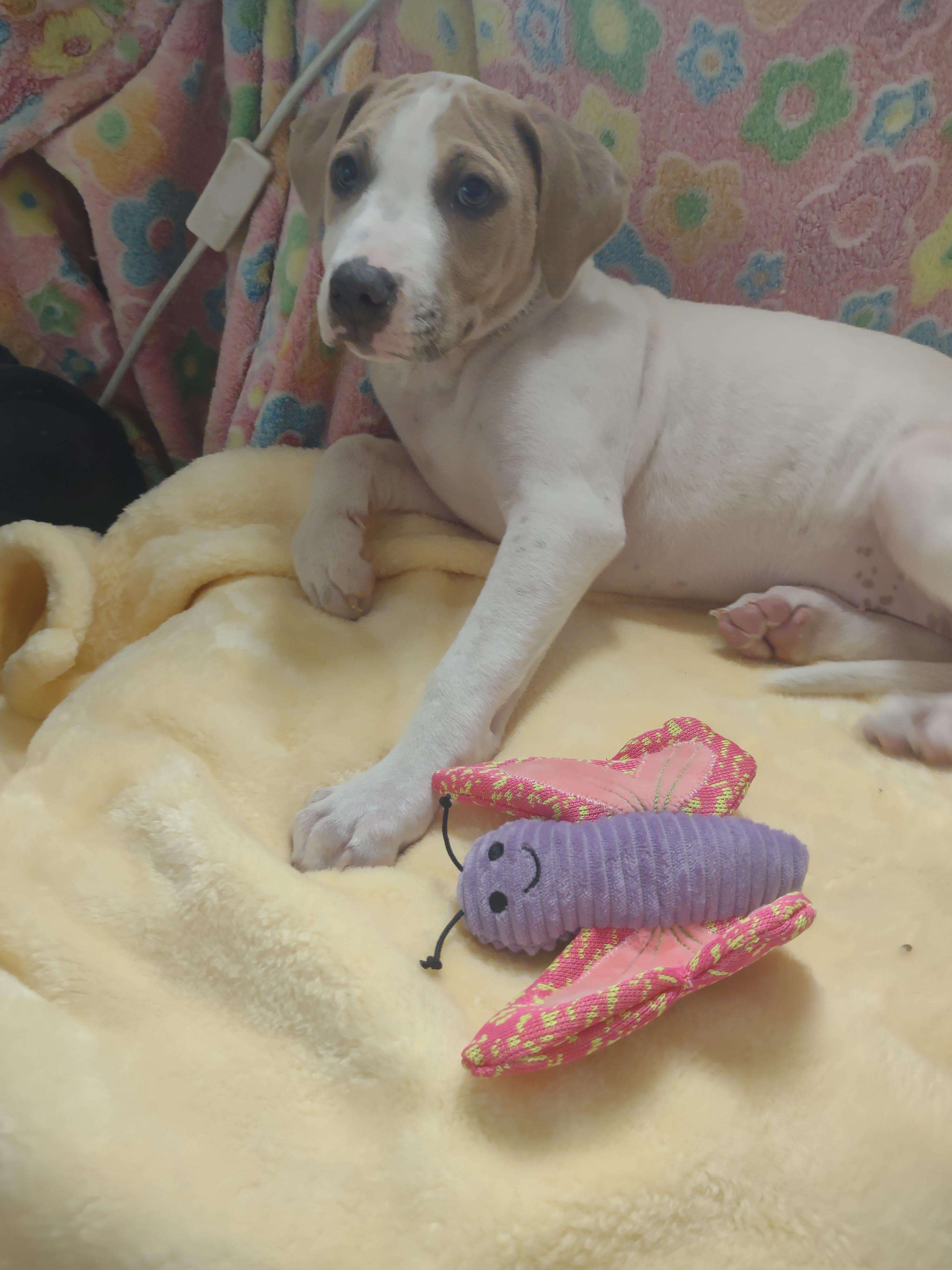 Daisy thumbnail 2