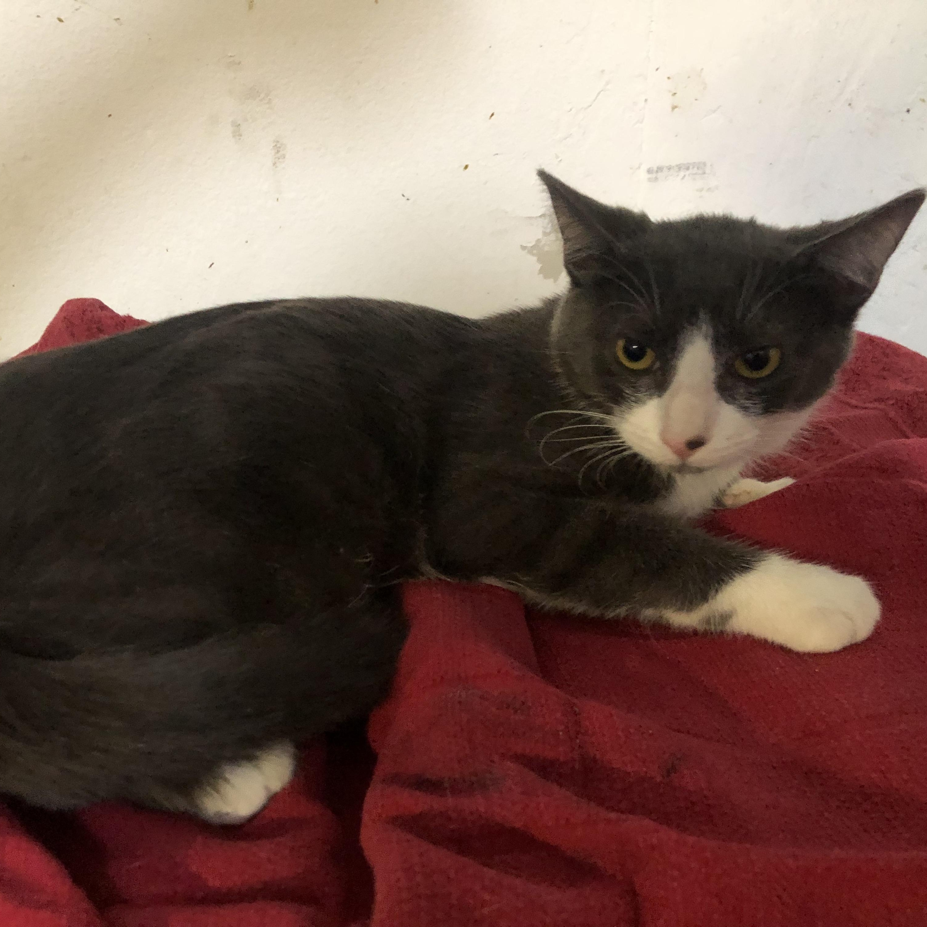 Gilbert, Adoptable, Young Male Domestic Short Hair.