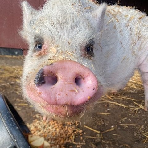 Tula, a Adoptable Pot Bellied in Norwalk, CT image 2/3