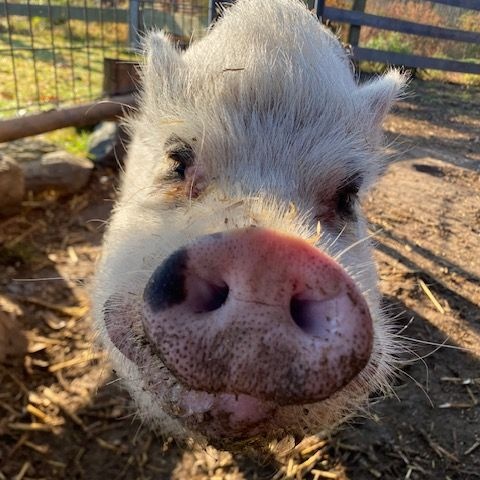 Tula, a Adoptable Pot Bellied in Norwalk, CT image 1/3