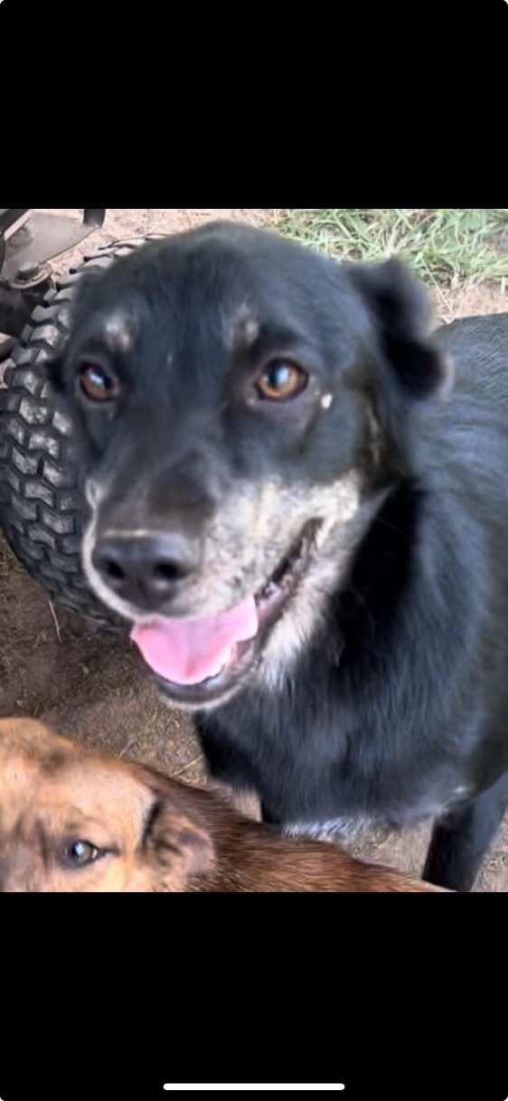 Bingo, a Adoptable Mixed Breed in Hartwell, GA image 1/2