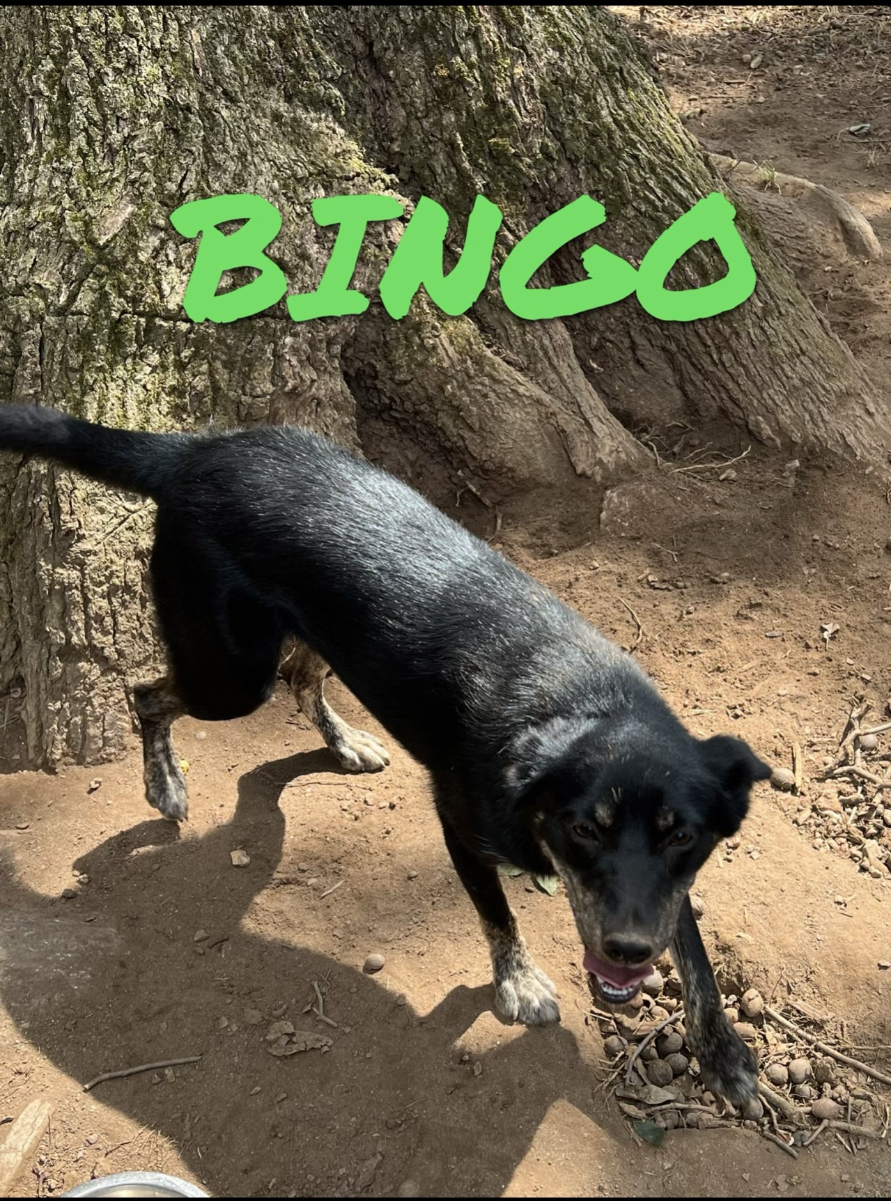 Bingo, a Adoptable Mixed Breed in Hartwell, GA image 2/2