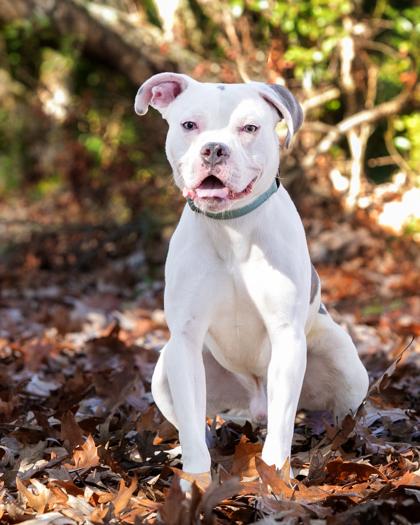 Atlas, Adoptable, Young Male Mixed Breed & Mixed Breed.