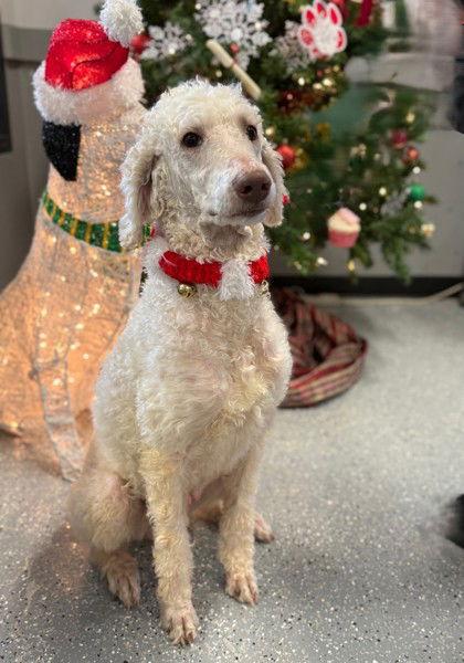 Enlarge Revlon, a Adoptable Standard Poodle in Midland, VA image 1/1