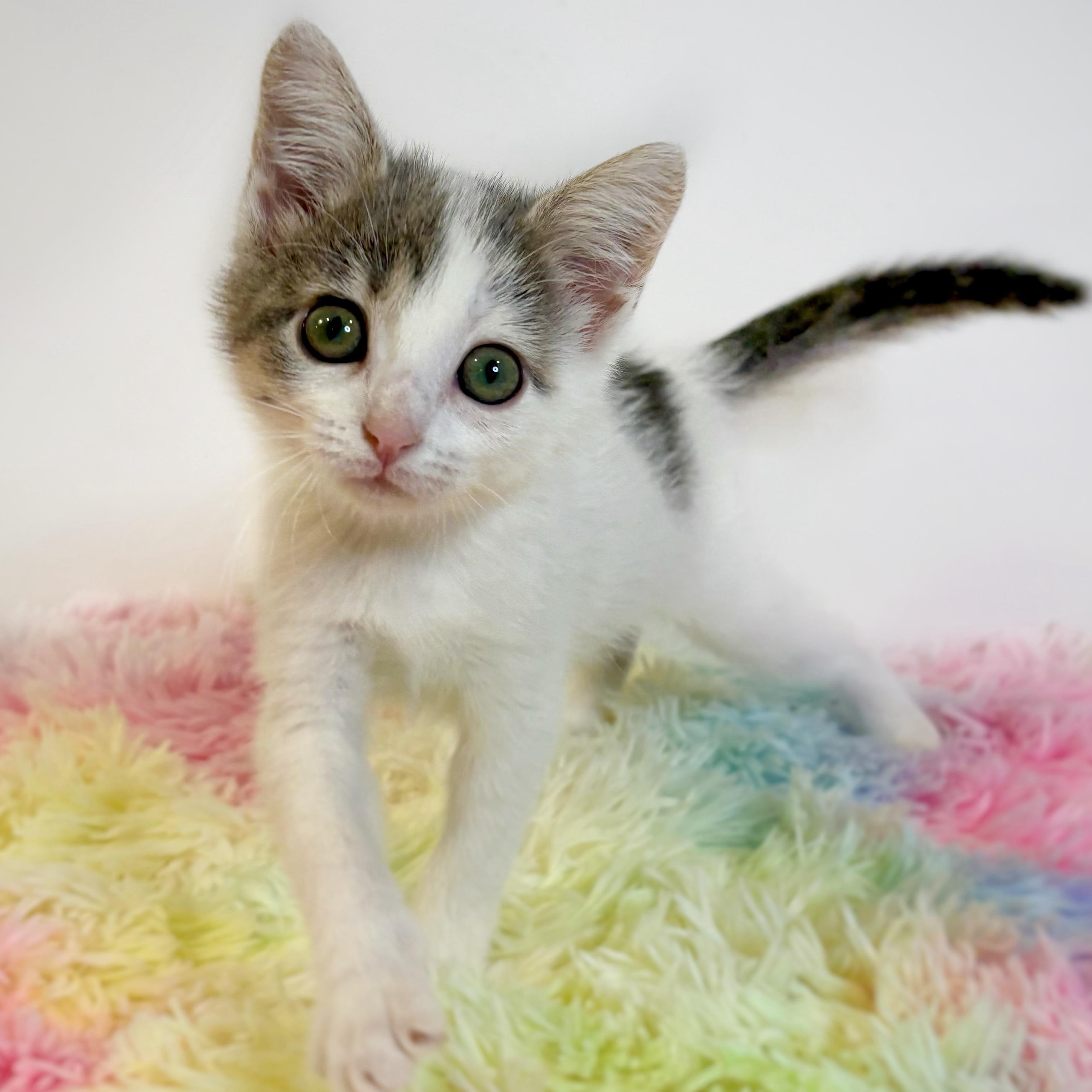 Enlarge Wibble (In Foster), a ADOPTABLE Domestic Short Hair in Watertown, WI image 1/1