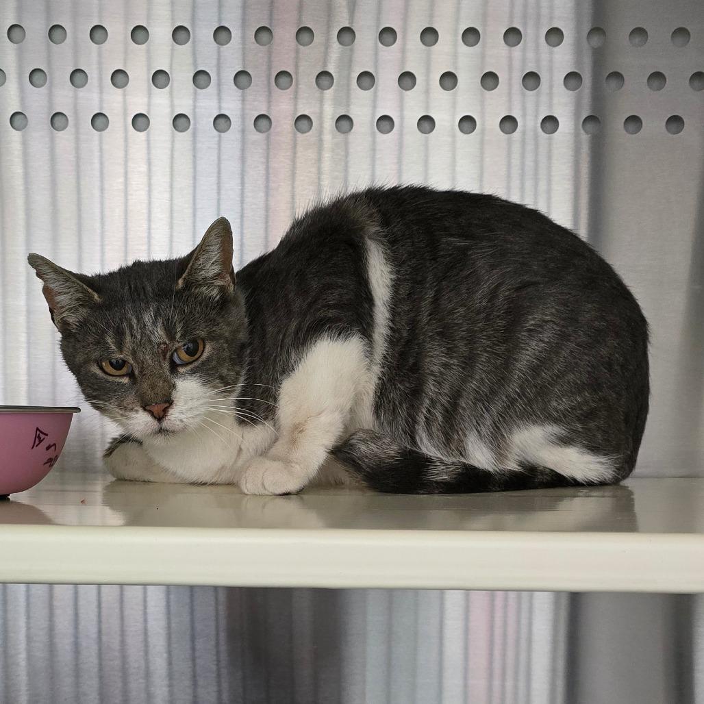 Sophie "Soapy", Adoptable, Adult Female Domestic Short Hair.