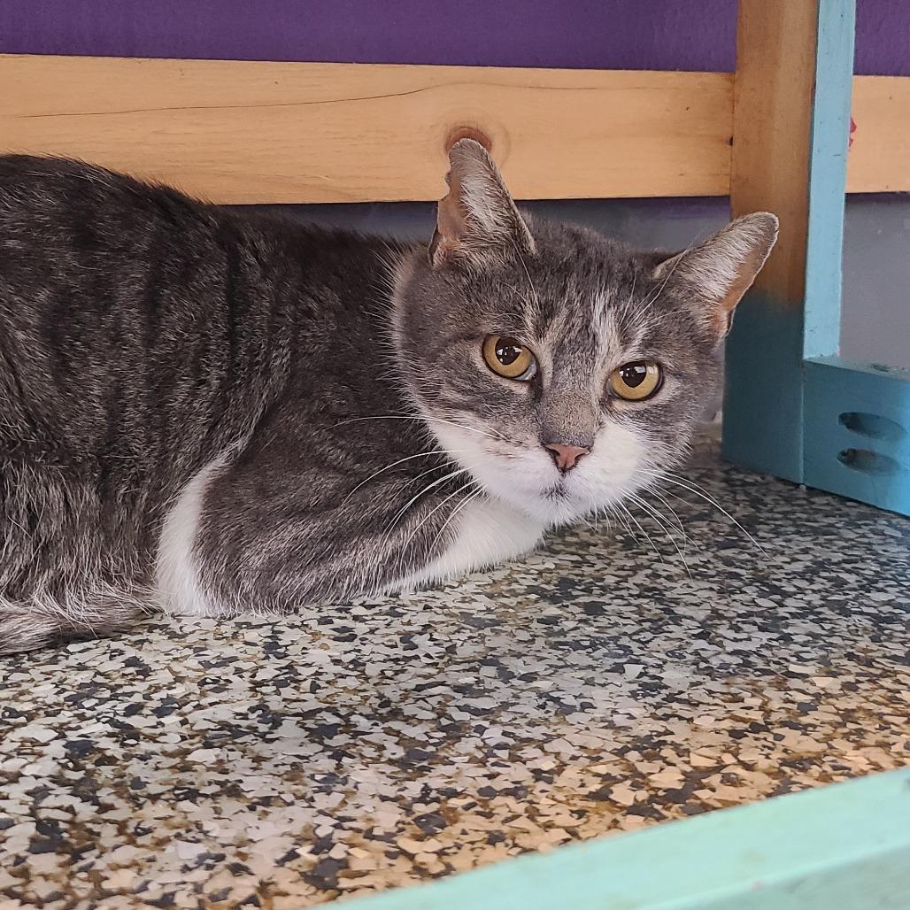 Enlarge Sophie "Soapy", a Adoptable Domestic Short Hair in Denver, CO image 4/6