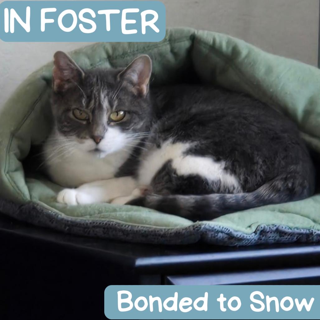 Enlarge Sophie "Soapy", a Adoptable Domestic Short Hair in Denver, CO image 5/6