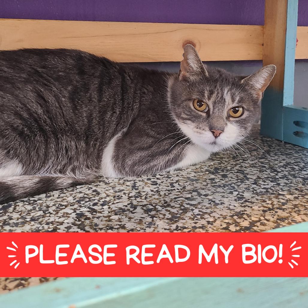 Enlarge Sophie "Soapy", a Adoptable Domestic Short Hair in Denver, CO image 6/6