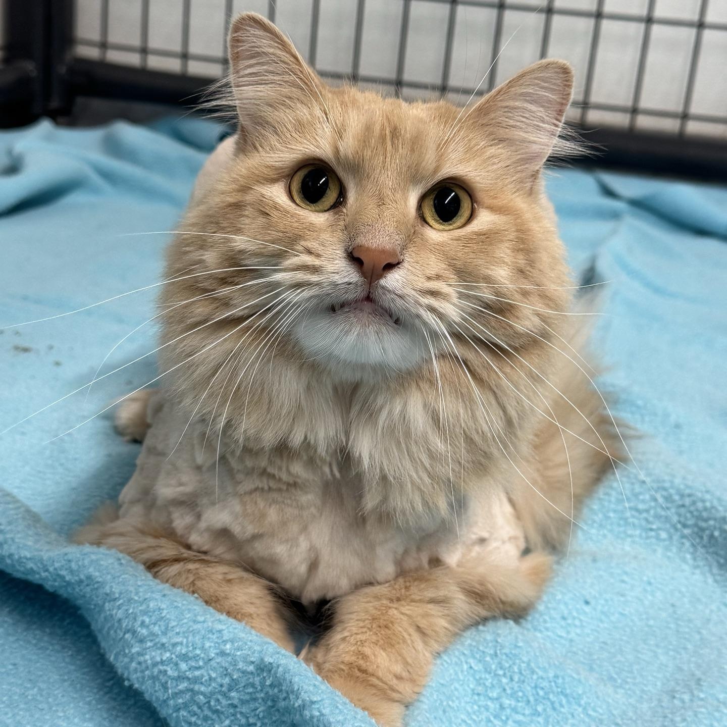 Cheddar Cheese, ADOPTABLE, Adult Male Domestic Long Hair.